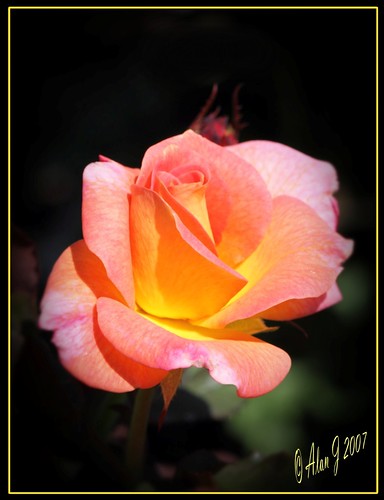 ny newyork flower rose canon 7d upstatenewyork capitaldistrict centralparkschenectady 100mmmacrof28lisusm