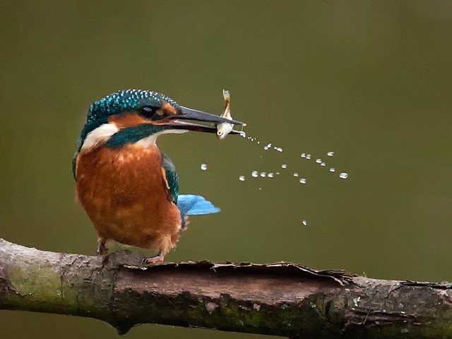 Kingfisher-the flick