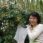 Su-Ann harvesting cumquats