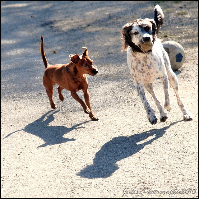 ~~Les chiens qui couraient plus vite que leur ombre~~