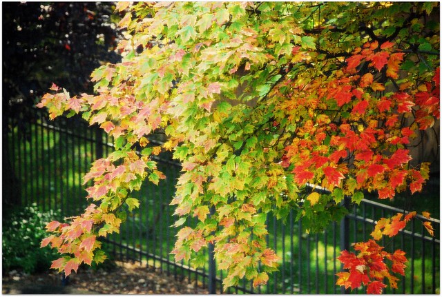 Autumn - My favorite tree