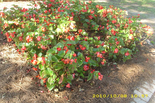 redflowers sweetheartcircle plantst biol1110fa10aa gasouthernscenerylandscaping
