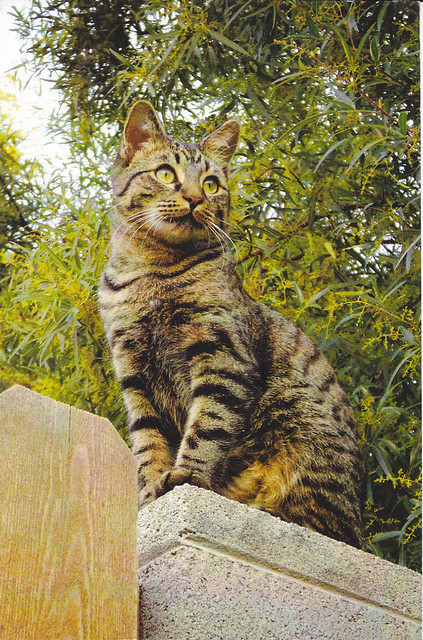 Brown Tabby Cat Postcard