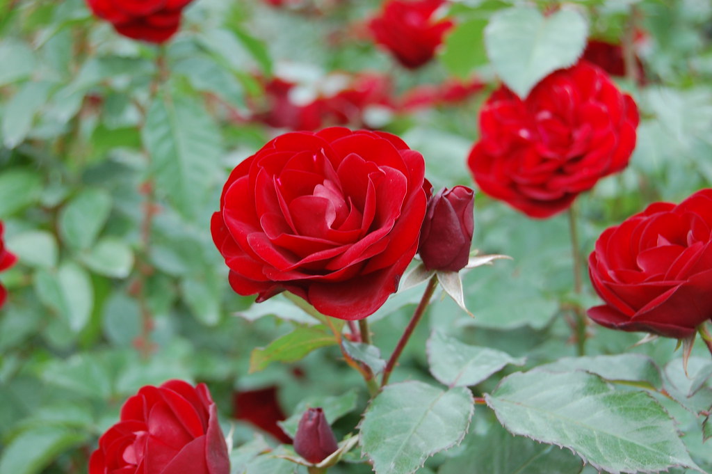 Rose in Hirakata-park | Takashi Kosaka | Flickr