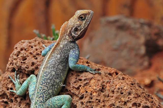 Male Agama Lizard - 6561b+