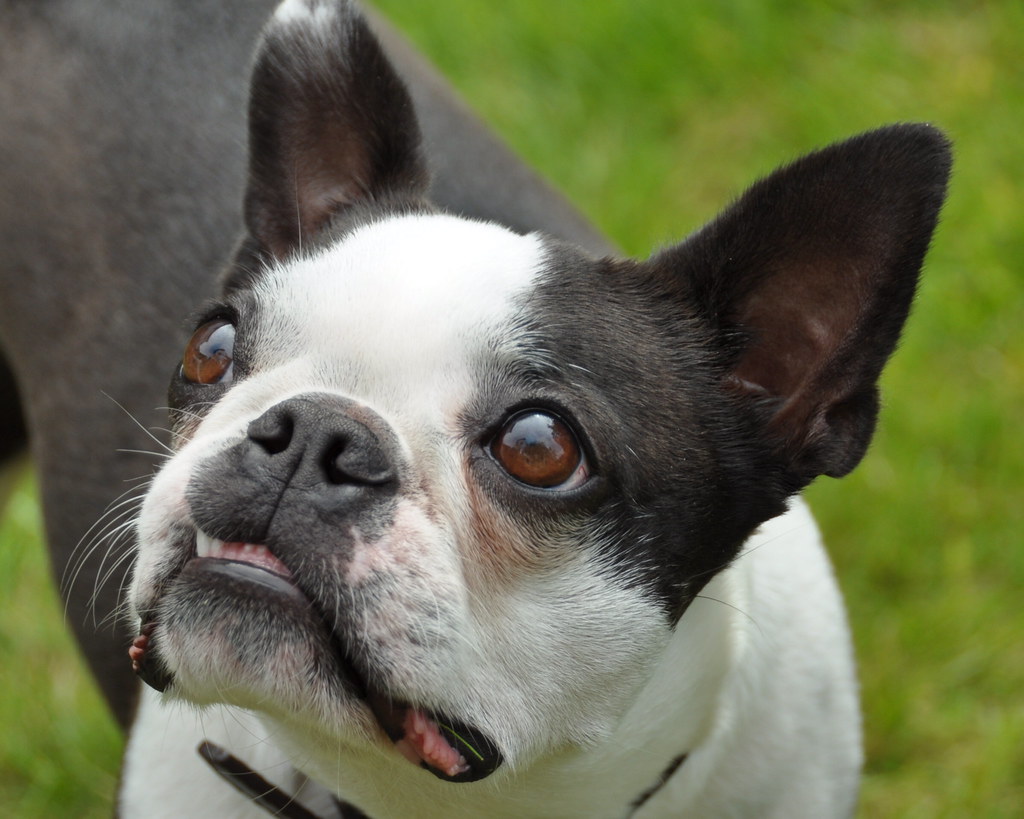 Your Boston Terrier's Food: What Do You Feed It?