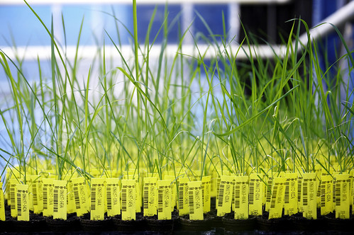 Crop Design - The fine art of gene discovery | by BASF - We create chemistry