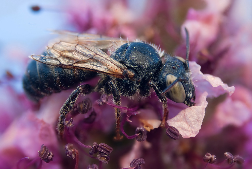 Chela Insect Image Chea... Shooting in the Breeze | Megachilidae, (probably a m… | Flickr