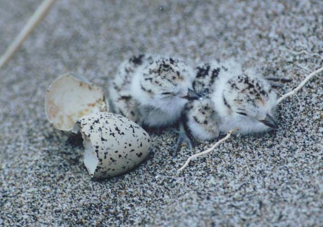 Wester Snowy Plover chicks with eggshells on sand