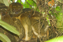 Eastern Woolly Lemur - Ranomafana National Park, Madagascar