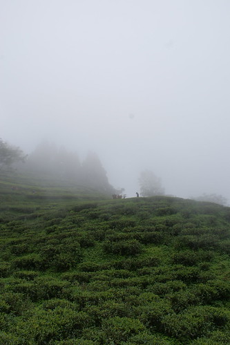 nepal tea teagarden teaplantation ilam ilamtea gurkhatea shreeantu giriestate shreeantutea
