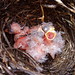 Flickr photo 'grasshopper sparrow nestlings - 0 days old' by: michaelcobballen.