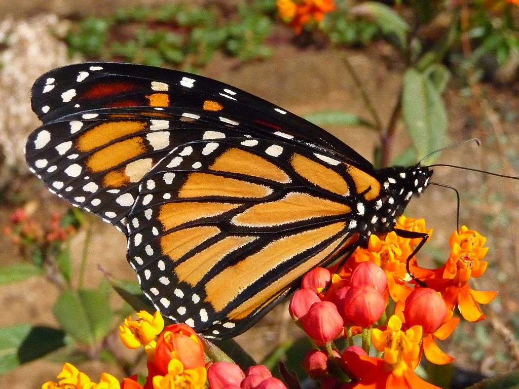 Mariposa Monarcha