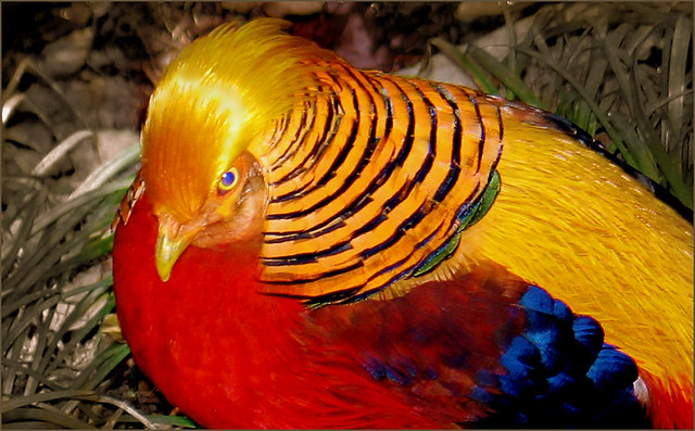 Bird - Golden Pheasant