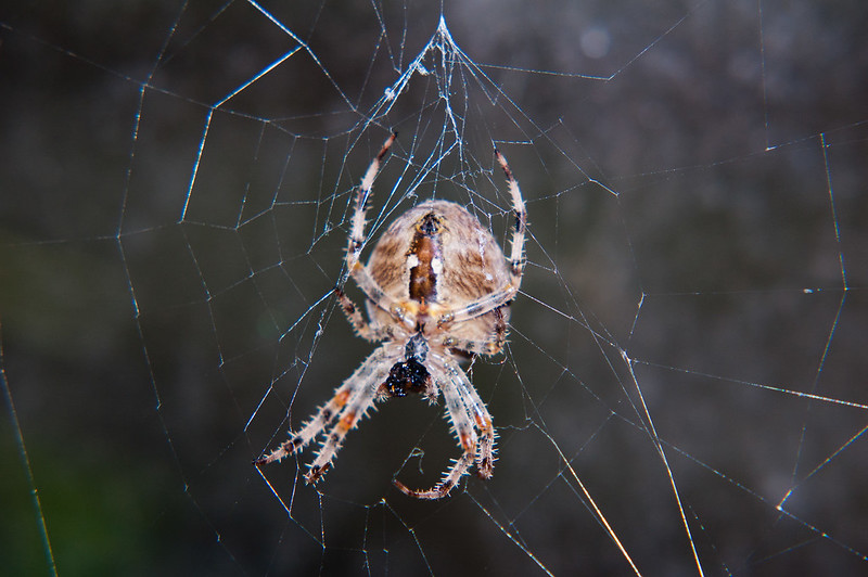 Female spider