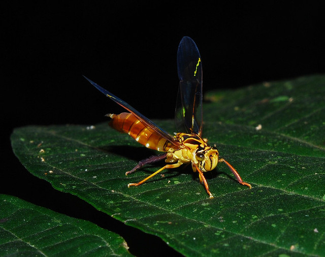 Wasp leafhopper (Lissoscarta sp), Bolivia