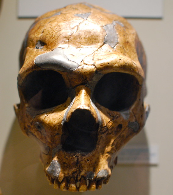 Harvard Museum of Natural History: Skulls & the evolution of homo sapiens: Homo erectus