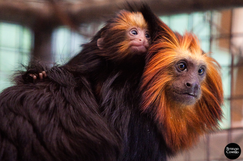 Filhote de mico-leão-dourado | Filhotes de mico-leão-dourado… | Flickr