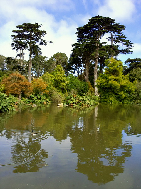SFO - Reflection in Pond, Botanic Garden, Golden Gate Park