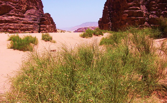 JORDANIEN - Wadi Rum   - 914