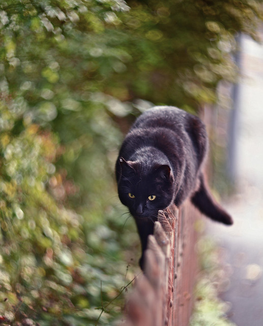black cat 2of5