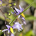 Flickr photo 'Solanum dulcamara BITTERSWEET NIGHTSHADE' by: gmayfield10.