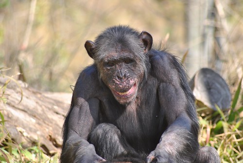 Chimp Eden Sanctuary - Charles | by AfrikaForce