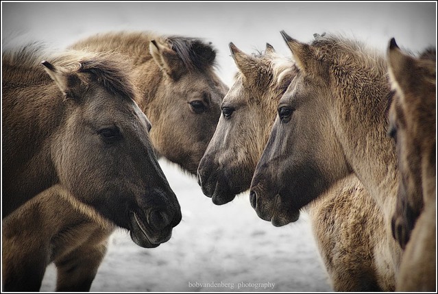 wild horses in winter.....