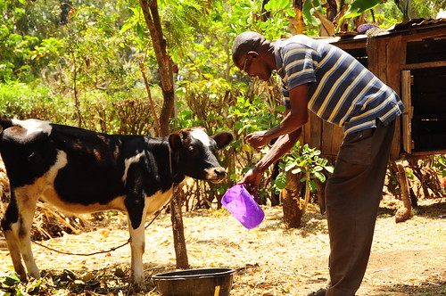 education village cattle kenya agriculture climatechange climate adaptation outreach eastafrica mitigation hardship ccafs giaki changingrainfallpatterns amkn cgiarclimate farmertestimonials kabaune