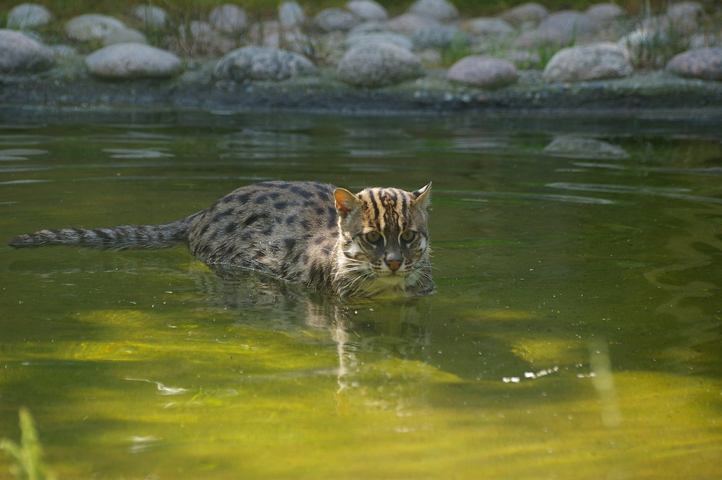 Рыба рысь. Виверровый кот рыболов. Виверровый камышовый кот. Кошка-рыболов (крапчатая кошка). Виверровый кот рыболов котята.