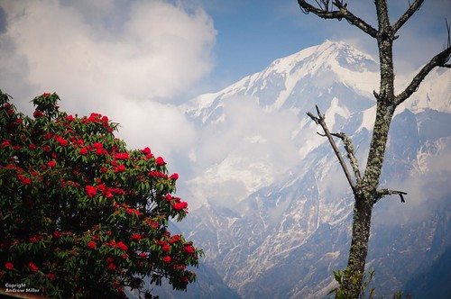Rhododendron and Himalayas