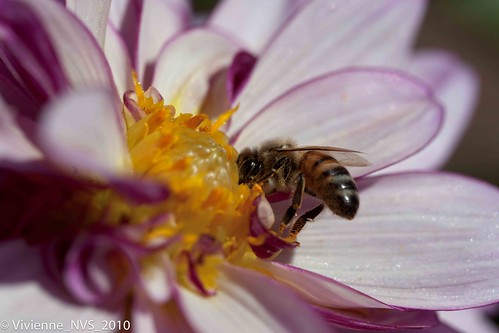 california pink dahlia flower macro garden estate purple sweet bee honey nectar pollen honeybee filoli laurenmichelle mywinners goldenbee fbdg
