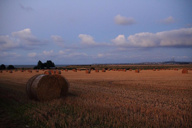 Sunset at Oare: crops in and Whitstable lights up