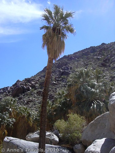 A palm tree in Borrego Palm Canyon, Anza-Borrego Desert State Park, California