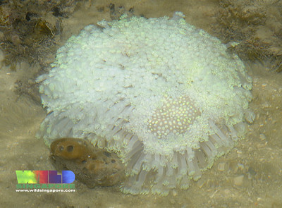 Anemone coral (Goniopora sp.)