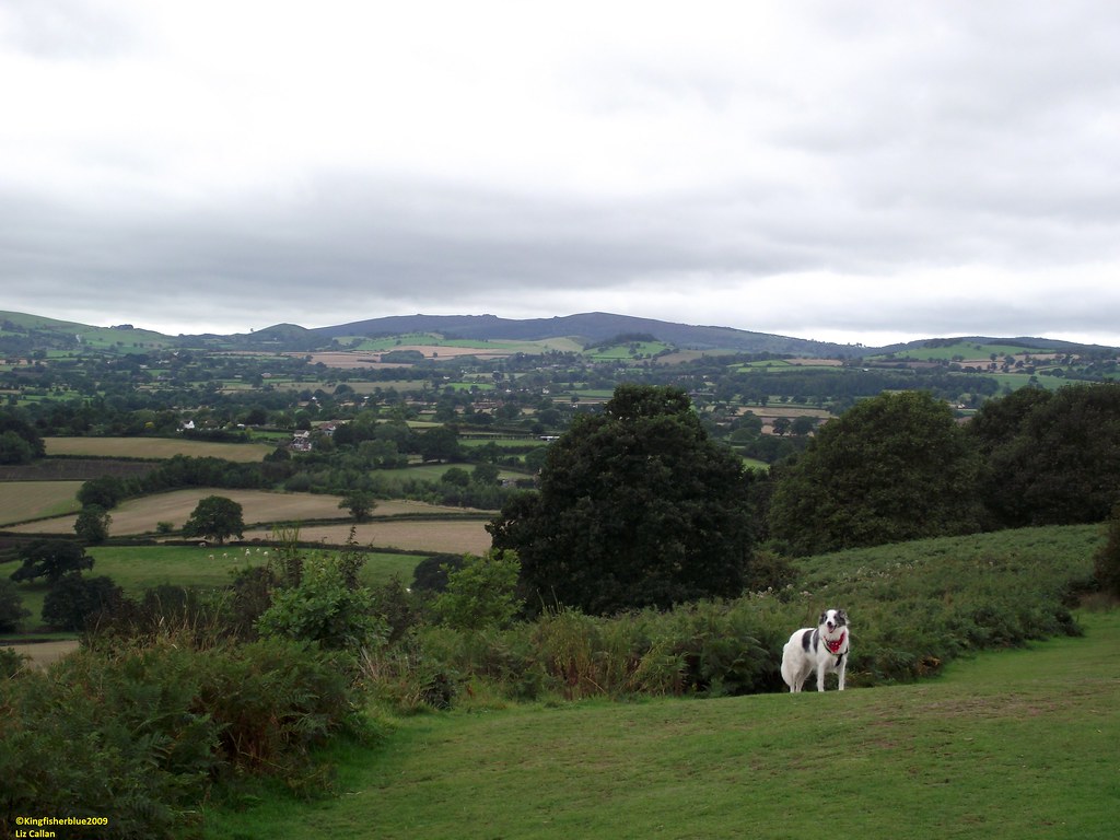 Lyth Hill Country park Shropshire 130910 | Liz Callan | Flickr