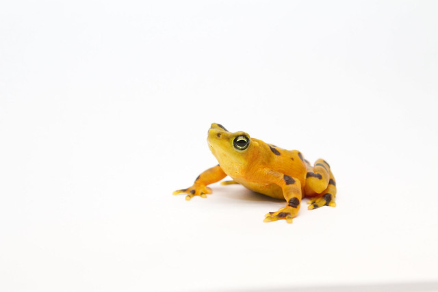Panamanian Golden Frog - Atelopus zeteki (Extinct in the wild)