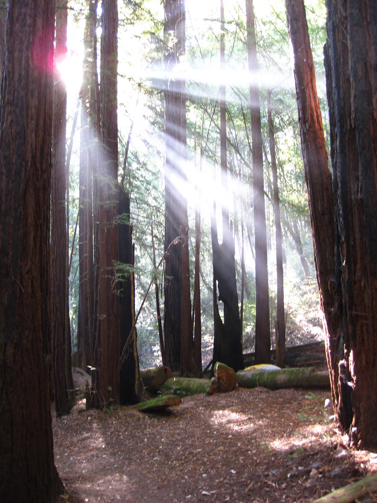 Big Basin/Berry Creek Falls