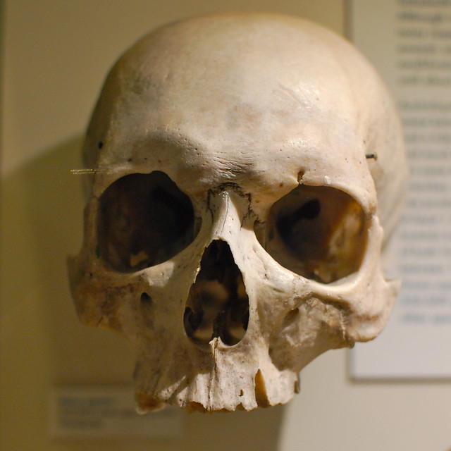 Harvard Museum of Natural History: Skulls & the evolution of homo sapiens: Homo sapiens