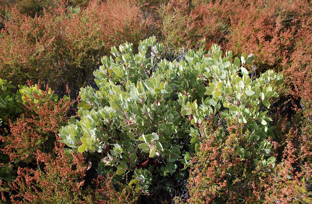 6. Adenostema fasciculata - Chamise and Arctostaphylos luciana - Santa Lucia Manzanita