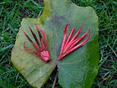 Closer look at the "Devil's hand"