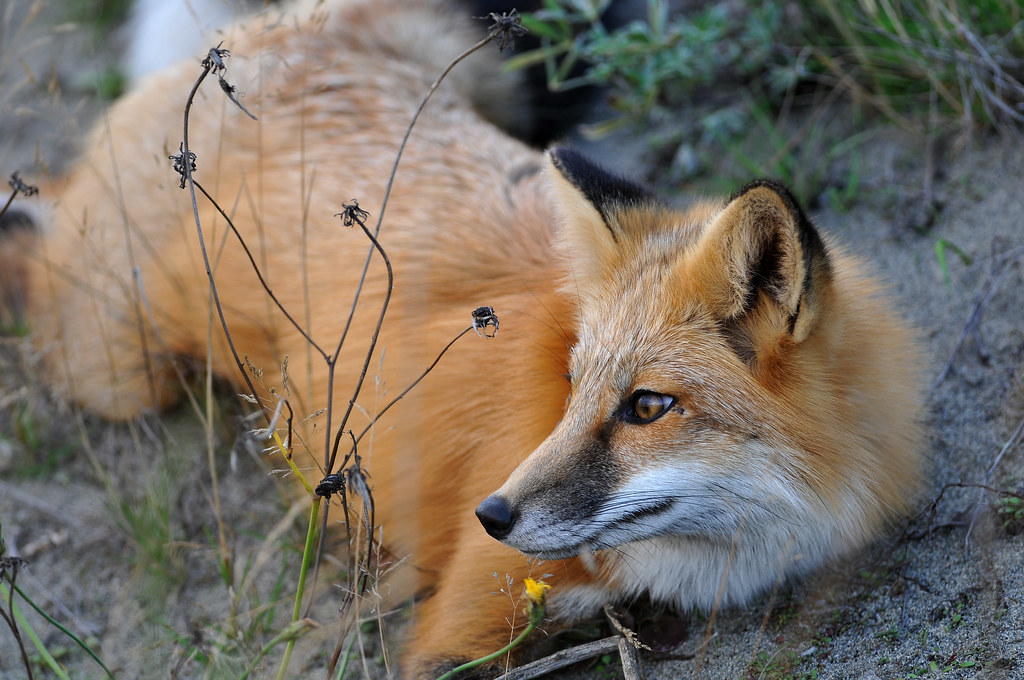 red fox at play