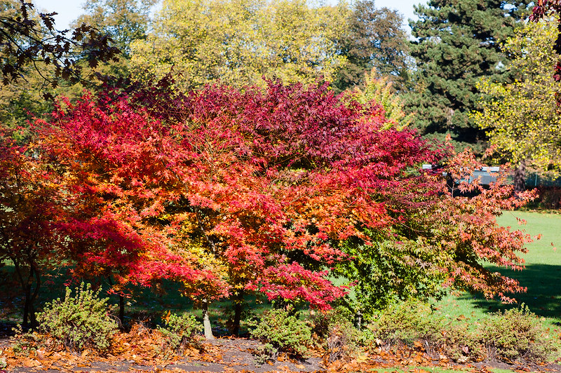 Japanese acer