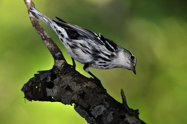 Black-and-white Warbler / Miniotilta varia / Pegapalo