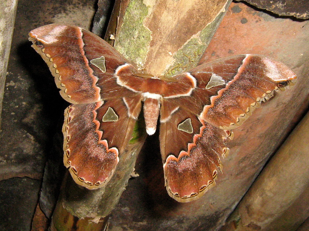 Saturniidae (Rothschildia aurota; ID by wolfwalz) | Esta pol… | Flickr