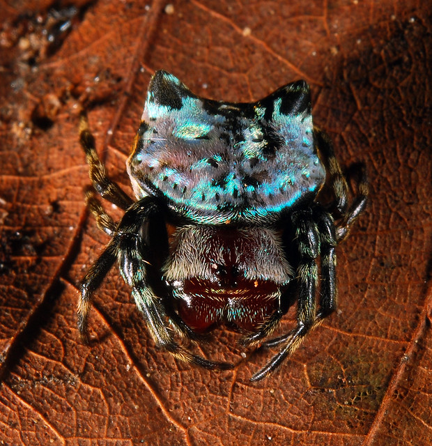 Iridescent crab orbweaver (Aspidolasius branicki) aka 