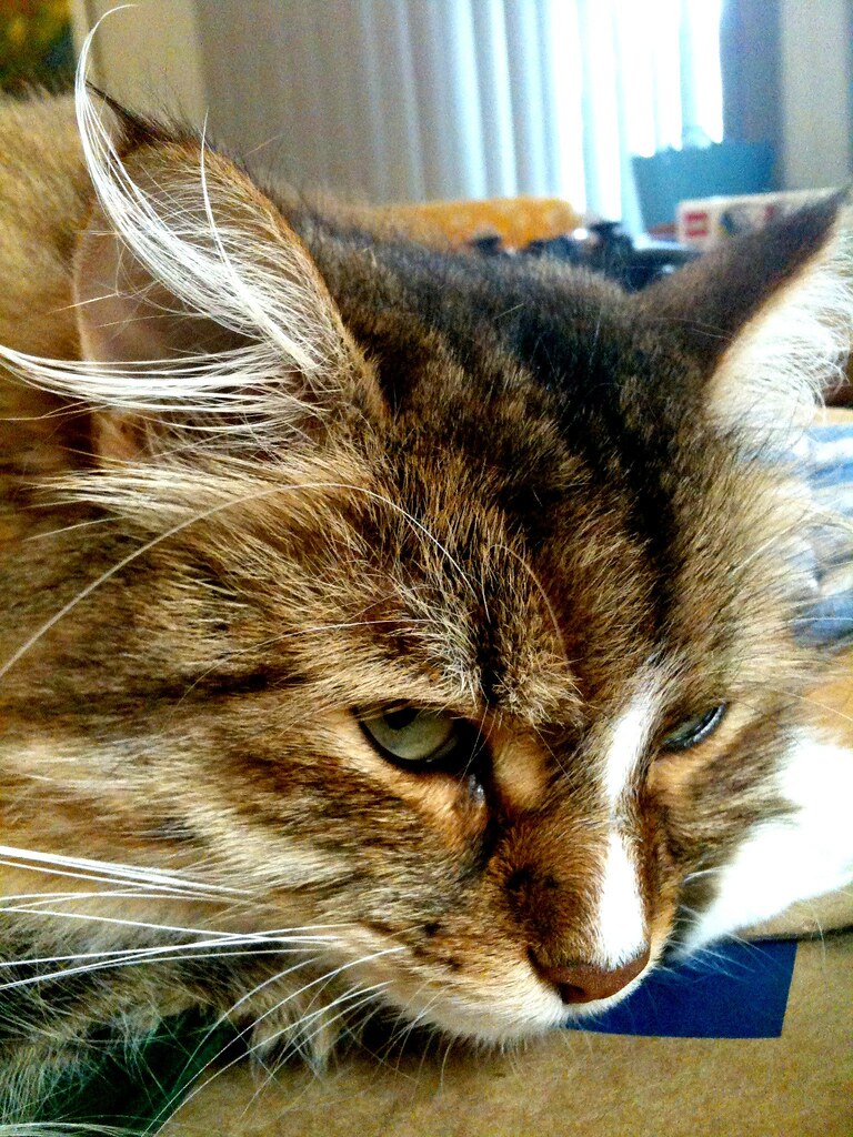 15 canadian cats to follow on tiktok and siberian cat ears siberian cat personality