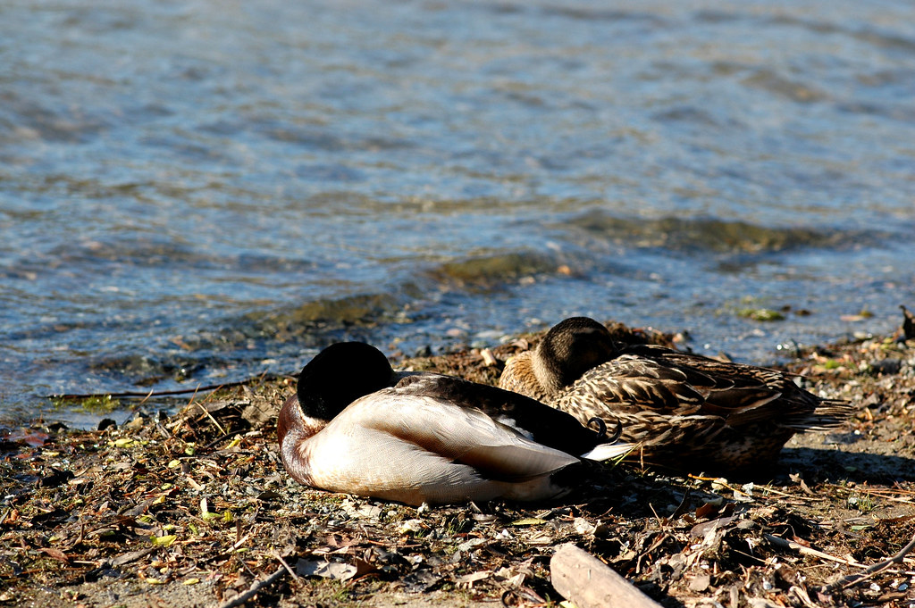 Sleeping ducks