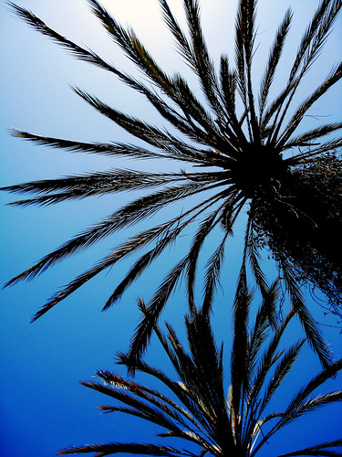 Palm Trees | Kelsey Ohman | Flickr