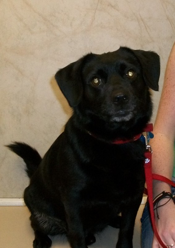 Black dog mixed breed | Olathe Animal Hospital in Olathe, KS | Flickr